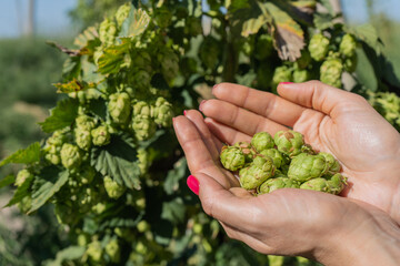Naklejka na ściany i meble Female hands holding green hop cones. Green hops for beer. Harvesting ripe hop cones on hop plant