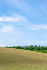 美瑛 丘の風景