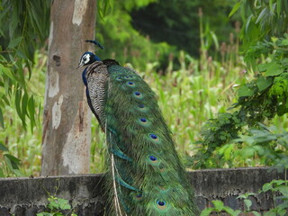 Naklejka premium peacock