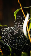 good morning cobwebs and dew  