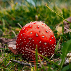 fly agaric mushroom