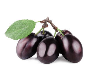 A branch with fresh plums isolated on white background