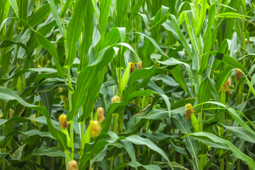 Obraz premium green field of corn in india