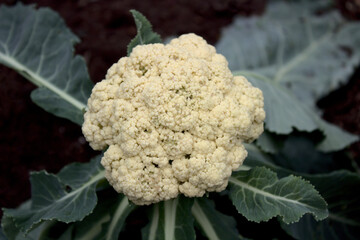 Blumenkohl