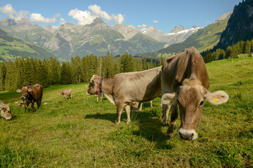 Fototapeta premium Herd of cows grazing at Gerschnialp above Engelberg on the Swiss alps.