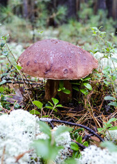 white mushroom close up in coniferous forest blurred background Boletus edulis vertical
