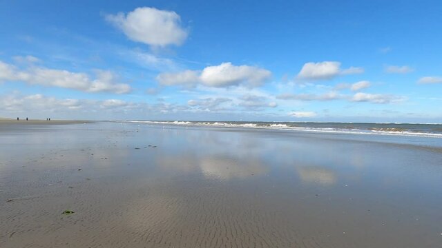 Footage of Calidris pusilla (semipalmated sandpiper) at the beach of Schiermonnikoog in the Netherlands