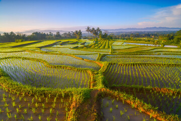 Sunrise in the rice fields terrace of central Java Indonesia. Agricultural concept 