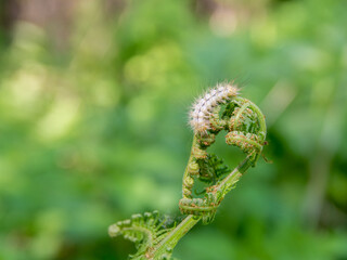 young shoots of bracken fern eaten by a light shaggy caterpillar, selective focus