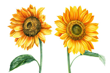 Obraz premium Yellow flowers, sunflowers on an isolated white background, watercolor painting, hand drawing