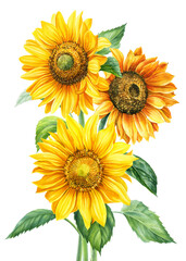 Bouquet of sunflowers on an isolated white background, watercolor painting, hand drawing