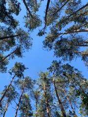pine forest with a view of the sky
