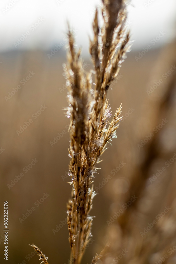 Canvas Prints reeds in the field in the early morning.