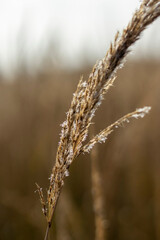 Reeds in the field in the early morning.