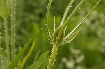 close-up: green teasel plant flower
