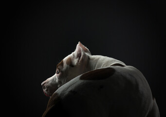 portrait of a dog on a black background. American pit bull terrier. Beautiful pet in studio