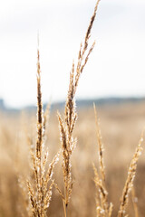 Reeds in the field in the early morning.
