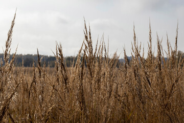 Obraz premium Reeds in the field in the early morning.
