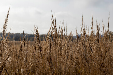 Reeds in the field in the early morning.