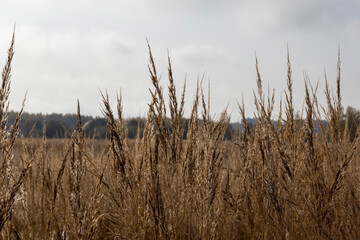 Reeds in the field in the early morning.