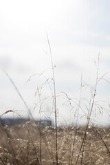 Dew on the grass in the morning sun.