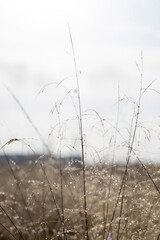 Dew on the grass in the morning sun.