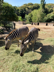 Naklejka premium zebra in the zoo