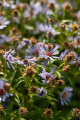 Wildflowers of chamomile at dawn.