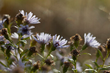 Wildflowers of chamomile at dawn.