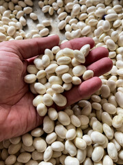 kidney beans organic food close up shot