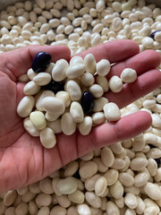 kidney beans organic food close up shot