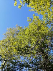 maple leaves