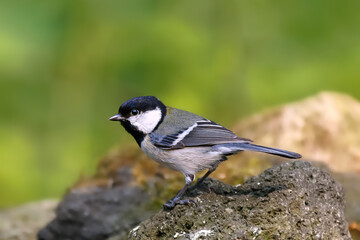 シジュウカラ 野鳥
