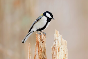 シジュウカラ 野鳥