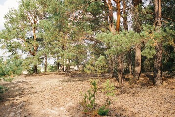 Wald in Brandenburg
Analoge Fotografie, 2020