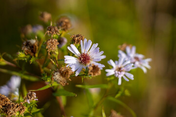 Wildflowers of chamomile at dawn.