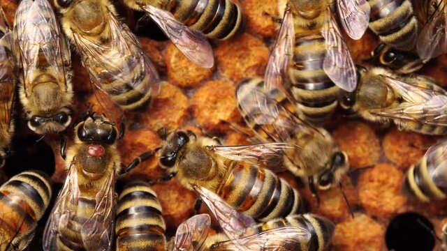 Bee with Varroa mite disease (varroatosis) close up. Pests and parasites. A honey bee colony, Bee brood, a honeycomb, beehive, beekeeping