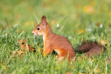 Squirrel in the autumn park.