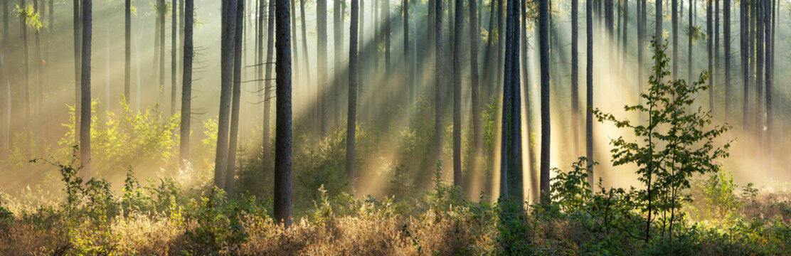 Fototapeta Beautiful Panoramic Sunny Forest in Autumn with Sunbeams through Fog 