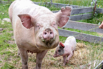 Fototapeta premium Closeup on pig with piglet