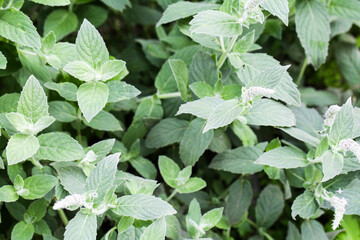 Fresh green mint leaves, top view.