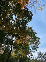 trees in the autumn