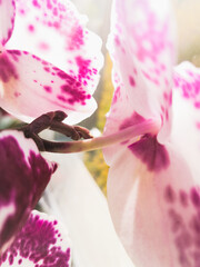 Pink and white blooming phalaenopsis orchid