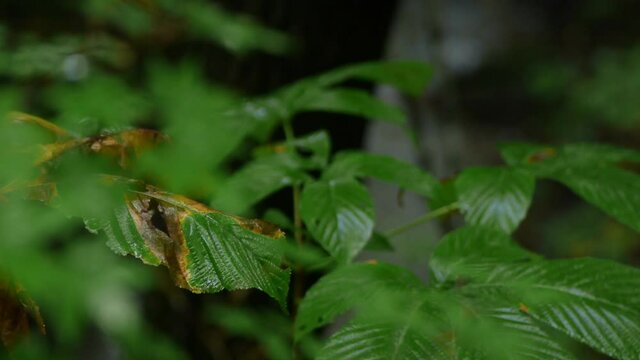雨の日の川の流れる森