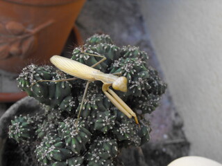 Mantis religiosa encima de un cactus