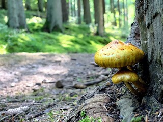 mushroom on a tree