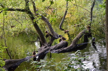 Fennsee, Wilmersdorf, Berlin