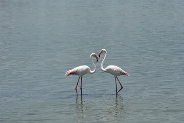 Flamingo in the water : Two flamingoes kiss each others on the fine morning in chennai marshlands , Tamilnadu