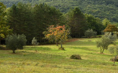Fototapeta premium autumn landscape in the tuscan countryside, Italy.