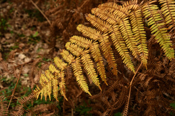detail of dry ferns in a wood